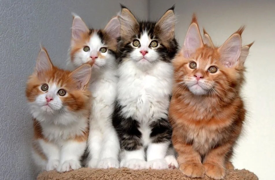 kittens for sale UAE