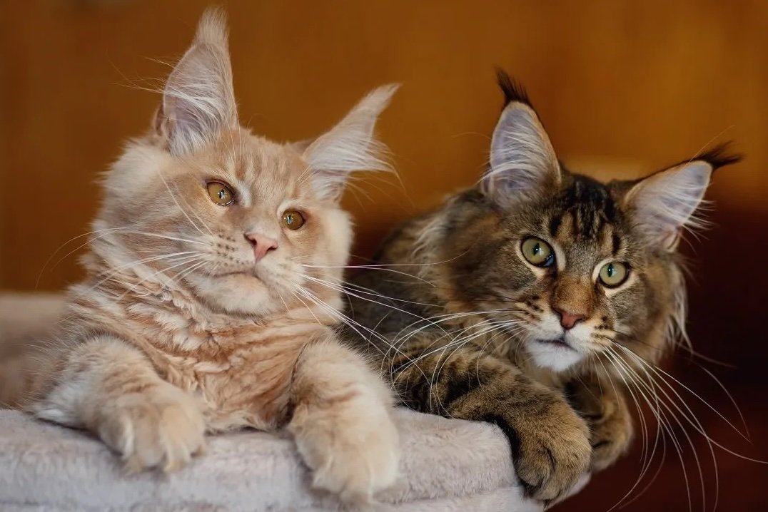 kittens for sale UAE