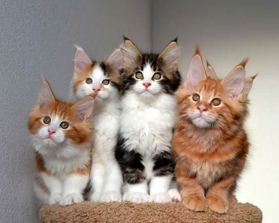 kittens for sale UAE