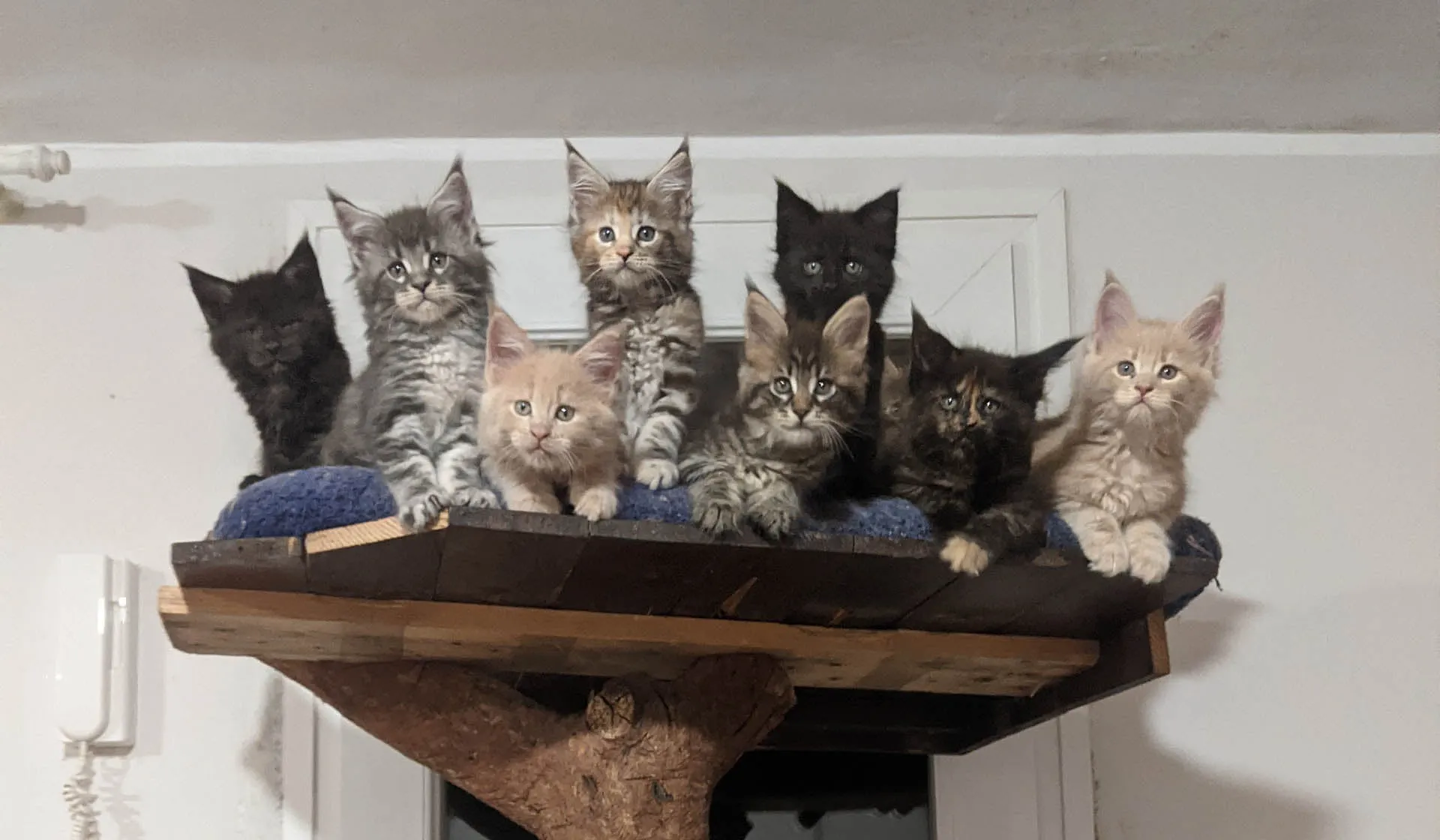 kittens for sale UAE