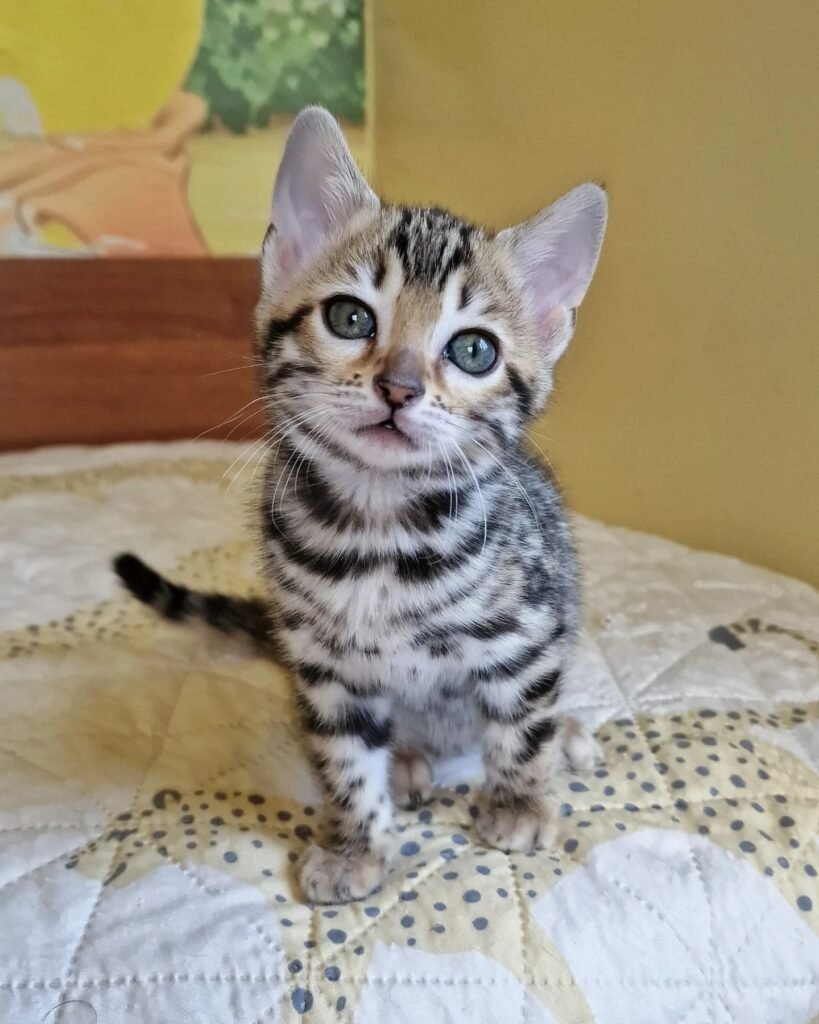 Bengal kittens for sale UAE