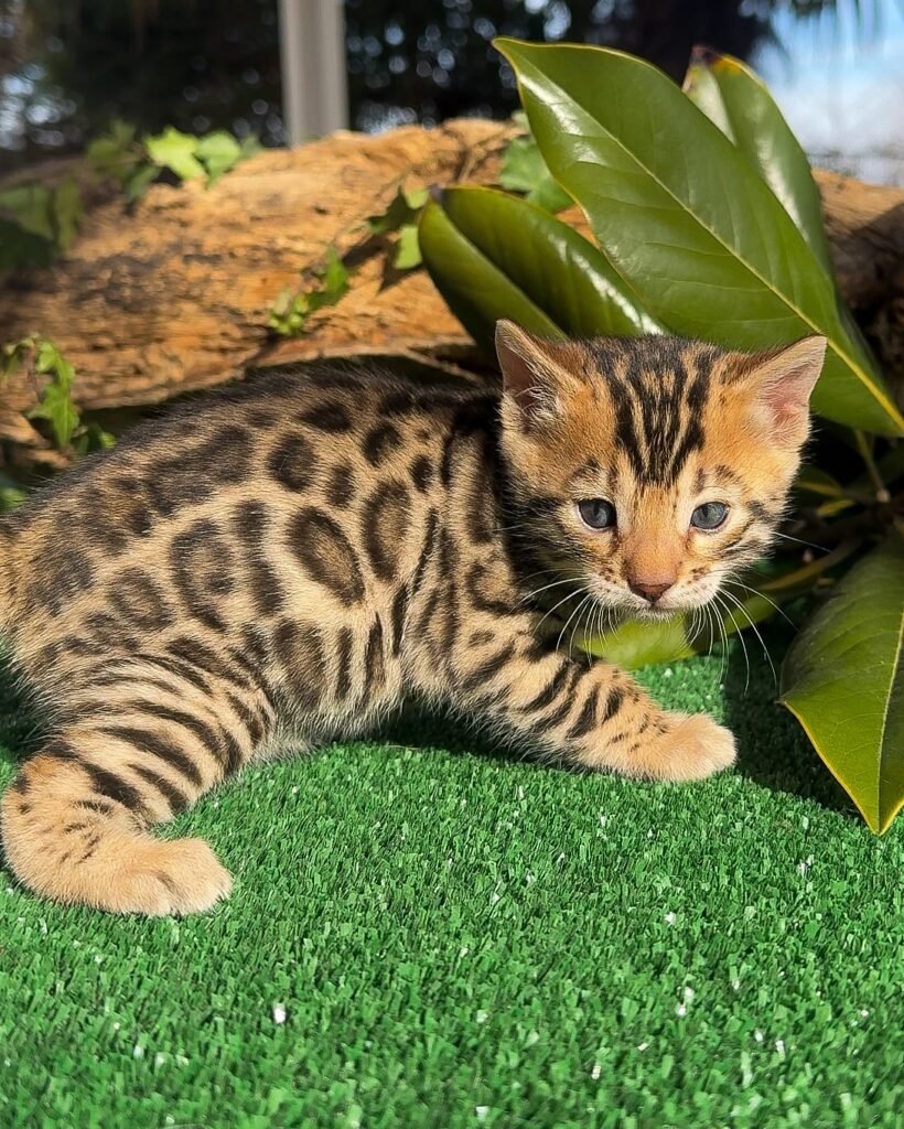 Bengal kittens for sale UAE